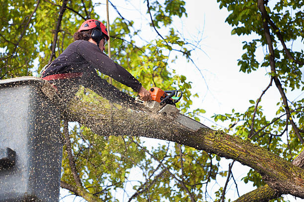 Tree Branch Trimming in Searcy, AR